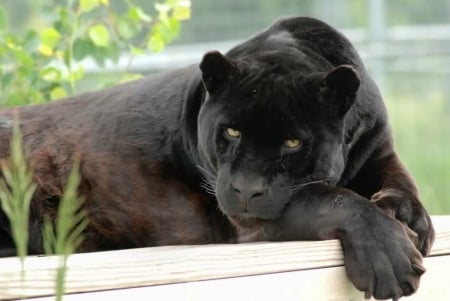 â˜€  Resting Time  â˜€ - resting, black, cat, panther