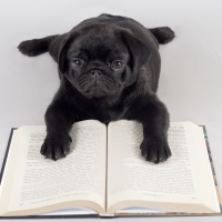 pug reading