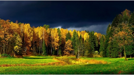 Autumn Forest - clouds, trees, nature, autumn, landscape, forest