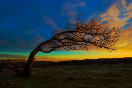 Sunseeker - sky, tree, colors, landscape