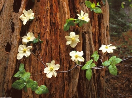 Beautiful Flowers - flowers, white, trunk, nature