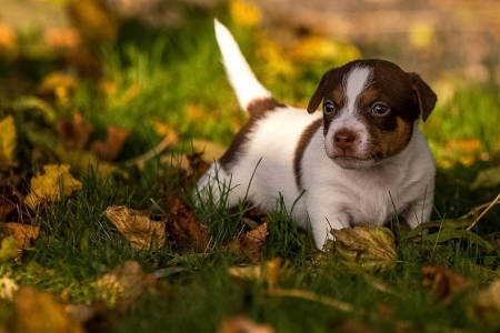 Cute Puppy - cute, dog, puppy, animal