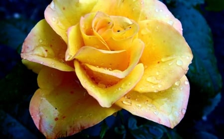 Yellow Rose - blossom, garden, raindrops, petals