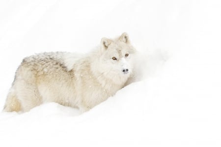 Wolf - beautiful, wolf, winter, nature