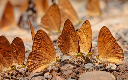 Butterflies - many, butterflies, pebbles, rocks