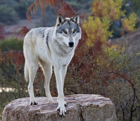 Wolf - wolf, nature, beauty, autumn