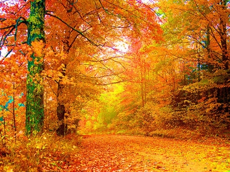 Fall Road - fall, trees, autumn, road, leaves