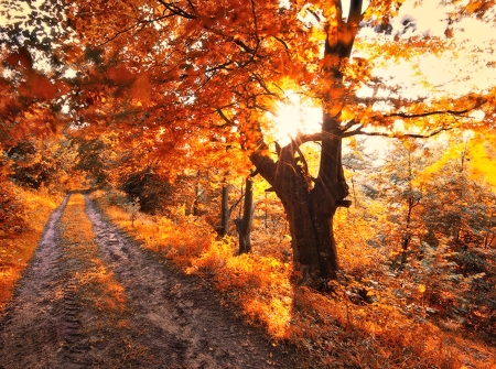 Warm Autumn Light - Trees, Autumn, Sun, Nature