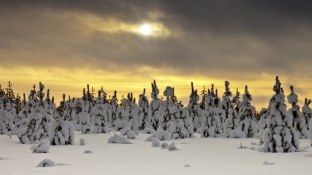 fluffy snow on evergreen forest - sky, forest, winter, yellow, snow