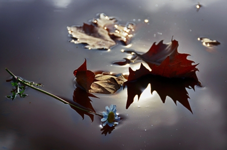 Leaves & Flower - flower, water, leaves, autumn