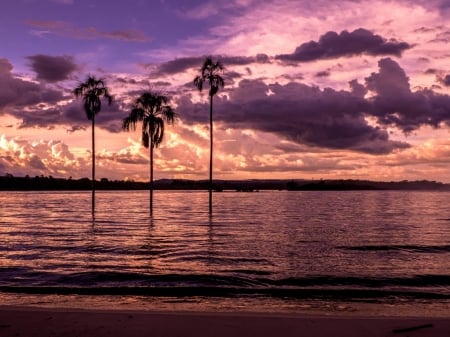 Beach Sunset - nature, beach, trees, clouds, sunset, palm