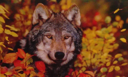 Wolf at Fall - colors, predator, leaves, autumn