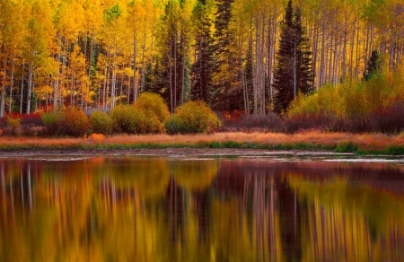 Autumn relections - treanquil, lake, autumn, shore, serenity, reflections, fall, forest, mirror, serenit, river, beautiful