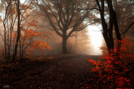 Autumn Forest - fog, autumn, forest, trees