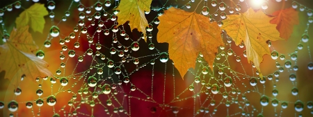 Autumn Leaves - leaves, drops, web, foliage