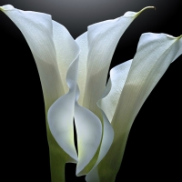 White Calla