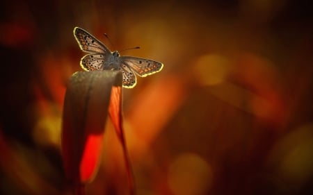 Butterfly - insect, leaves, macro, plants