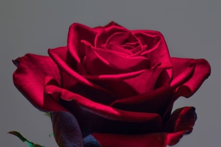 áƒ¦â¤áƒ¦ - macro, rose, flower, red