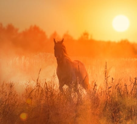 Horse - beauty, sunset, nature, horse