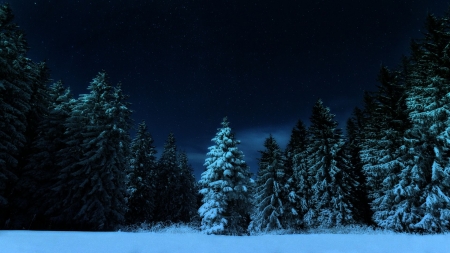 Nocturnal - winter, nature, sky, forest