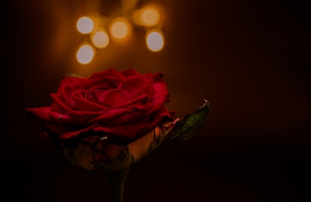 áƒ¦â¤áƒ¦ - red, flower, rose, macro