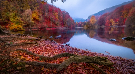 Autumn - Autumn, nature, waterfall, beautiful, forest