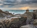 seagull on a rocky shore hdr