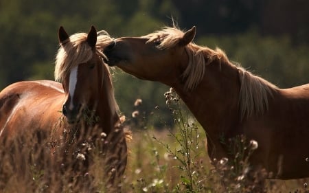 'Whisper sweet nothings in your ear'.... - horses, beauties, animals, wild