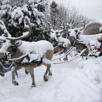 Reindeers and sleigh into the snow