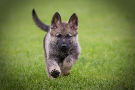 Puppy Running - puppy, animal, running, dog