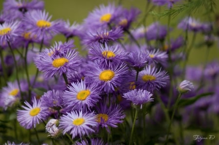 Flowers - flower, purple, tatjana d, yellow, green