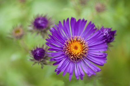 Flower - summer, flower, purple, yellow, macro, green