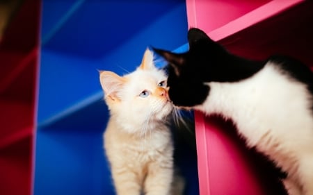 Cats - white, kiss, couple, cat, pink, blue, animal, black