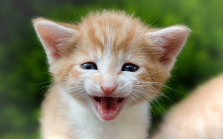 Kitten - animal, kitten, green, cute, funny face, cat