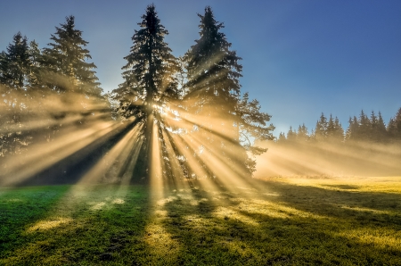 Rays of the Sun - field, trees, nature, sun