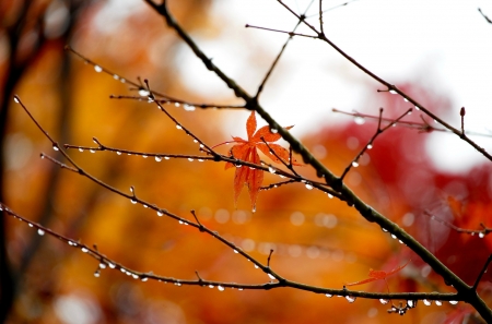 After a Rain - leaves, drops, rain, autumn