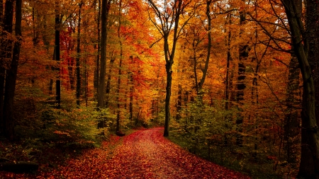 Autumn Road - autumn, forest, trees, road