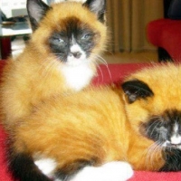 Foxy Kitties