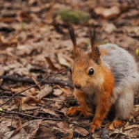 Squirrel foliage