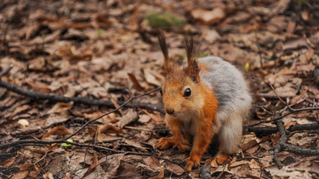 Squirrel foliage - wilderness, HD, squirrels, wild animals, sweet, fall, rodent, nature, autumn, cute, foliage, animals, wildlife, wild, wallpaper