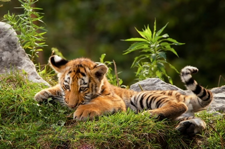 Cute Cub in the Forest - animal, cub, forest, tiger