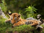 Cute Cub in the Forest