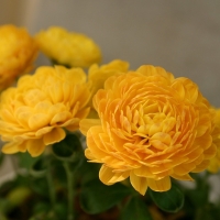 Yellow Chrysanthemum Flowers