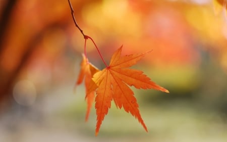 Autumn Leaf - maple, blur, leaf, autumn