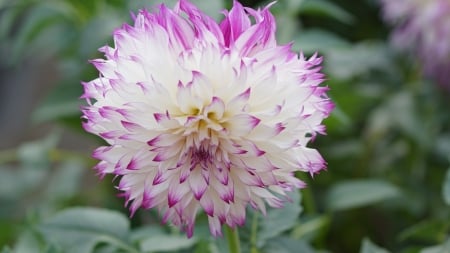 Dahlia - dahlia, dalea, orchid, daria, 4k, white, purple, 3840x2160, flowers, flower