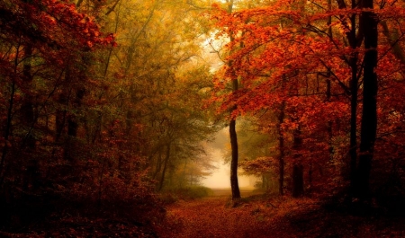 Forest - wood, autumn, trees, forest, foggy, mist