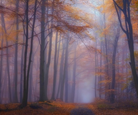 Autumn - Trees, Autumn, Wood, mist, foggy, forest