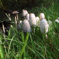 Lace Toadstools