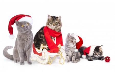 Christmas cats - craciun, cat, hat, christmas, kitten, white, santa, red, animal, cute