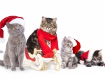 Christmas cats